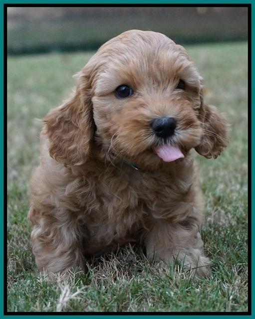 Sky Flicker pups 7 wks old 101