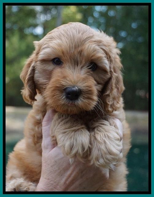 Sky Flicker pups 7 wks old 91