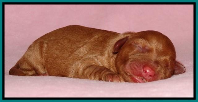 Sky Flicker pups newborn41