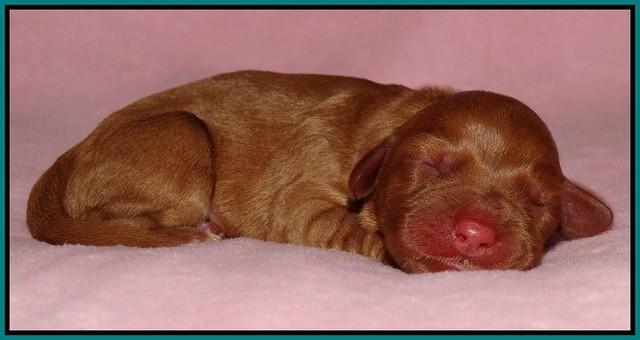 Sky Flicker pups newborn51