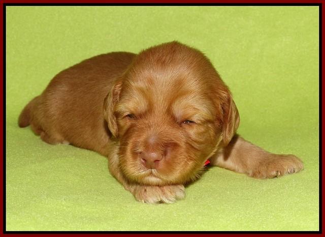 Sky Flicker pups 2 wks old 161