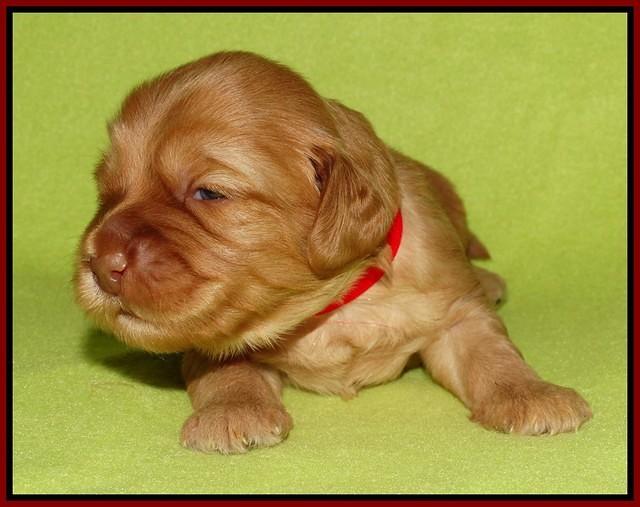 Sky Flicker pups 2 wks old 171
