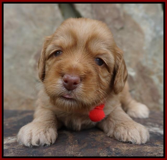 Sky Flicker pups 3 wks old121