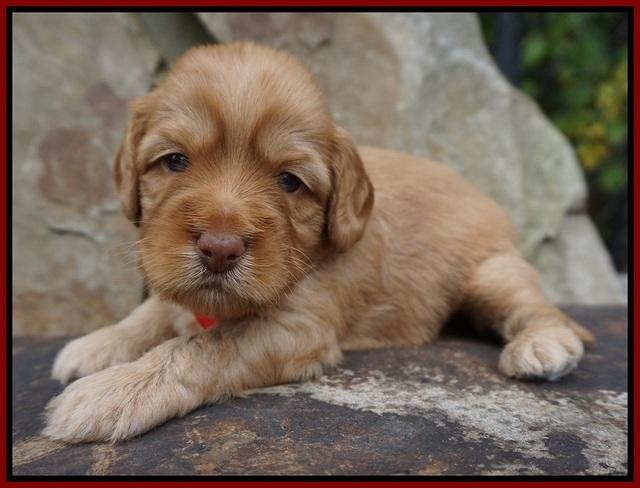 Sky Flicker pups 3 wks old141