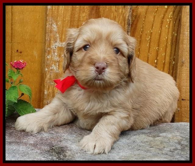 Sky Flicker pups 4 wks old 171