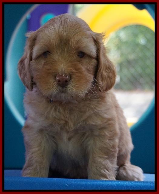 Sky Flicker pups 5 wks old181