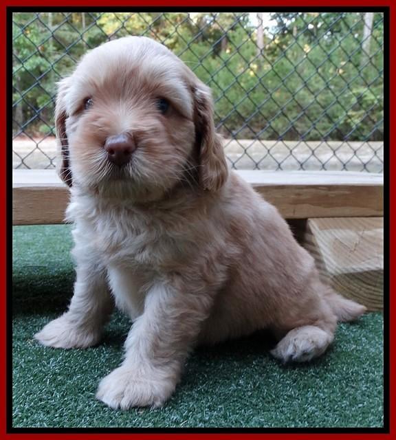 Sky Flicker pups 5 wks old201