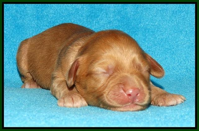 Sky Flicker pups 1 wk old151