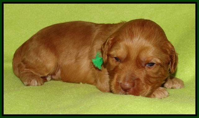 Sky Flicker pups 2 wks old 181