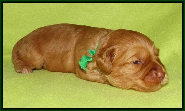 Sky Flicker pups 2 wks old 191