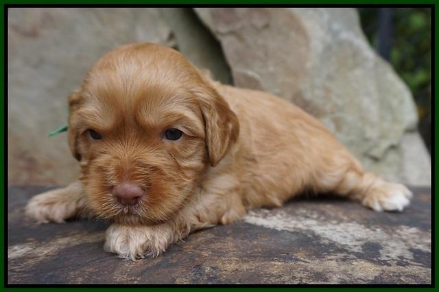 Sky Flicker pups 3 wks old151