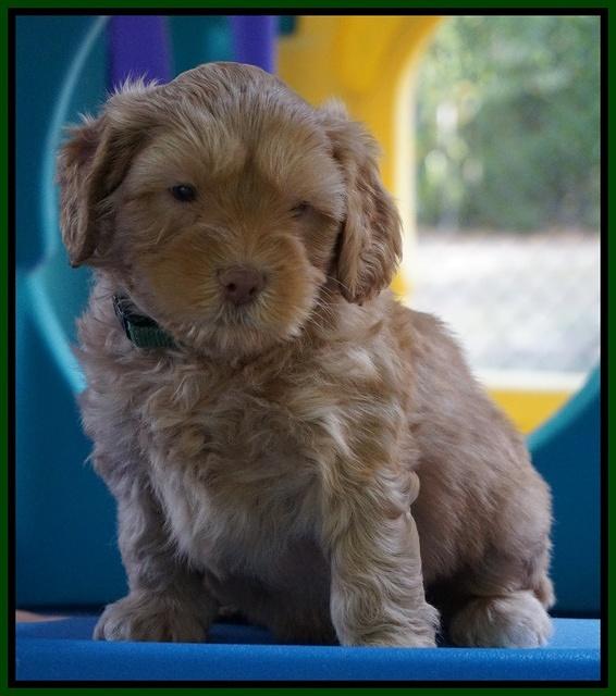 Sky Flicker pups 5 wks old211