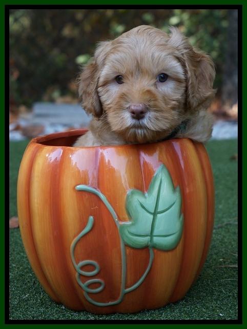Sky Flicker pups 6 wks old 201