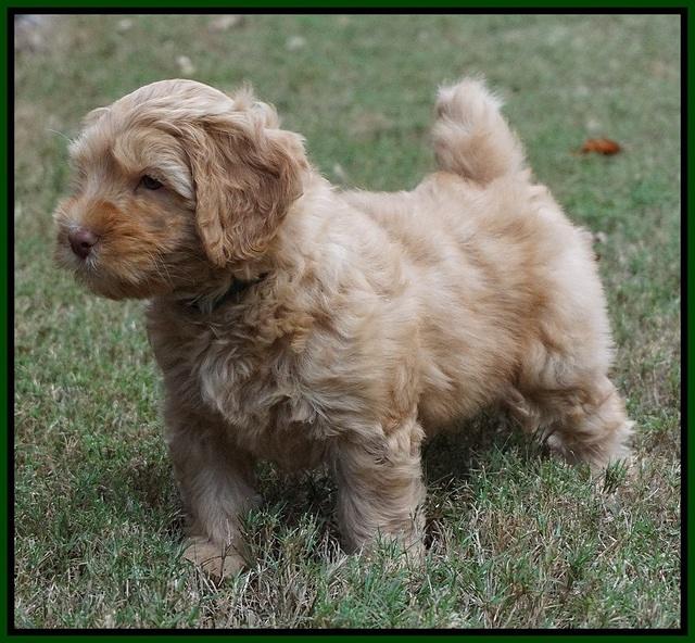 Sky Flicker pups 7 wks old 231