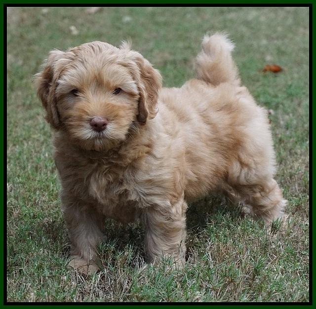 Sky Flicker pups 7 wks old 241