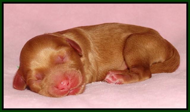 Sky Flicker pups newborn111