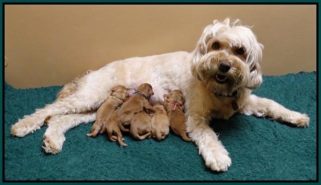 Sky Flicker Newborn group 21