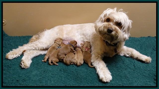 Sky Flicker Newborn group 31
