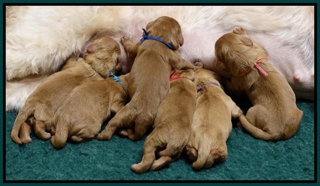 Sky Flicker Newborn group 51