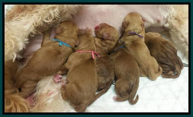 Sky Flicker puppies new born