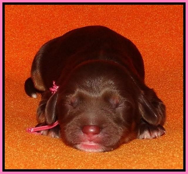 Shelby Duke Newborn puppy 61