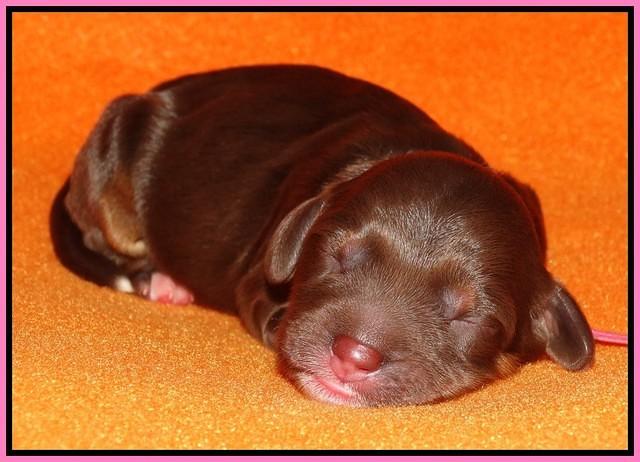 Shelby Duke Newborn puppy 71