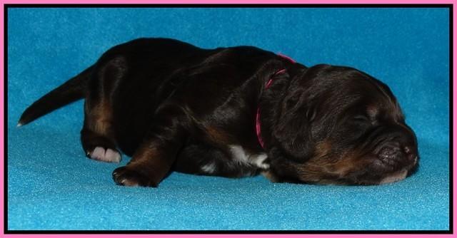 Shelby Duke pups 1 wk old 11