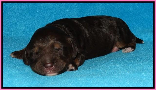 Shelby Duke pups 1 wk old 21