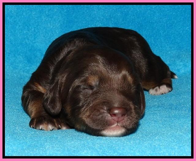 Shelby Duke pups 1 wk old 31