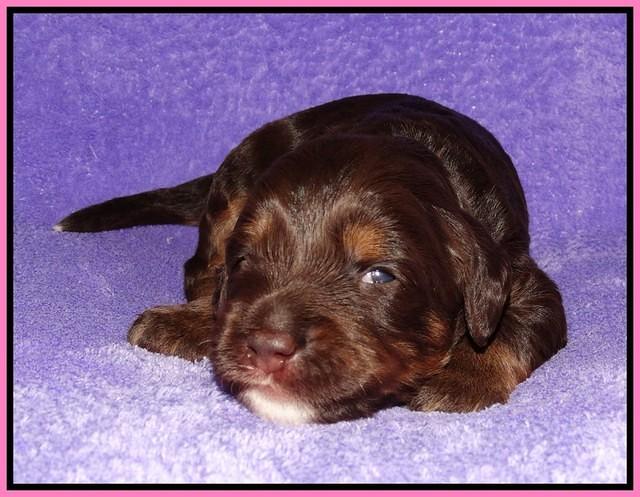Shelby Duke pups 2 wks old 21