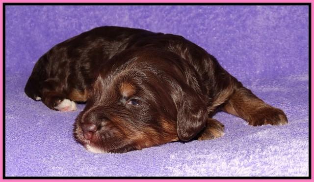Shelby Duke pups 2 wks old 41