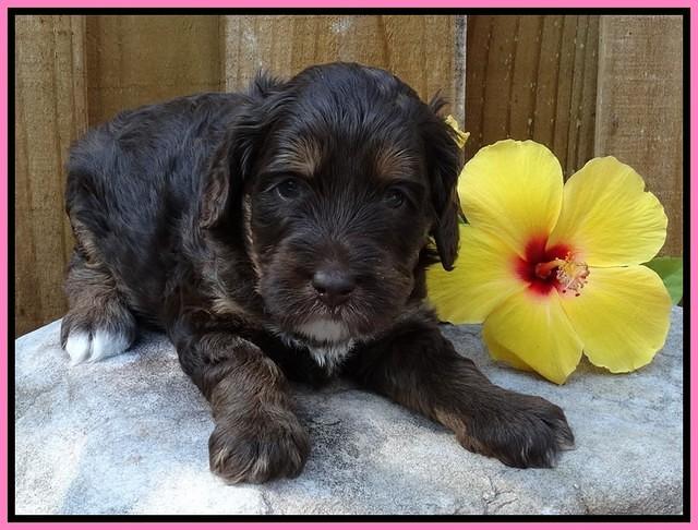 Shelby Duke pups 4 wks old 21