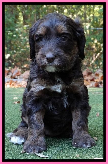 Shelby Duke pups 5 wks old21