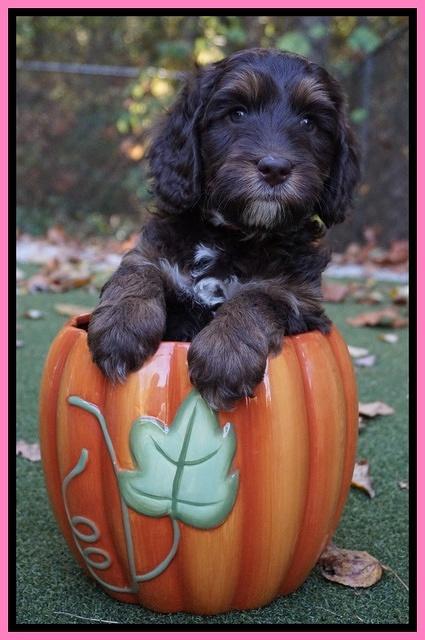 Shelby Duke pups 6 wks old 111