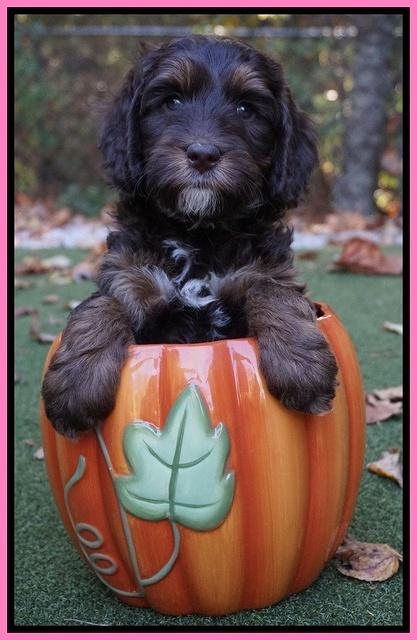 Shelby Duke pups 6 wks old 121