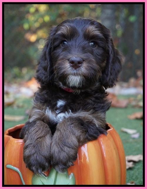 Shelby Duke pups 6 wks old 131