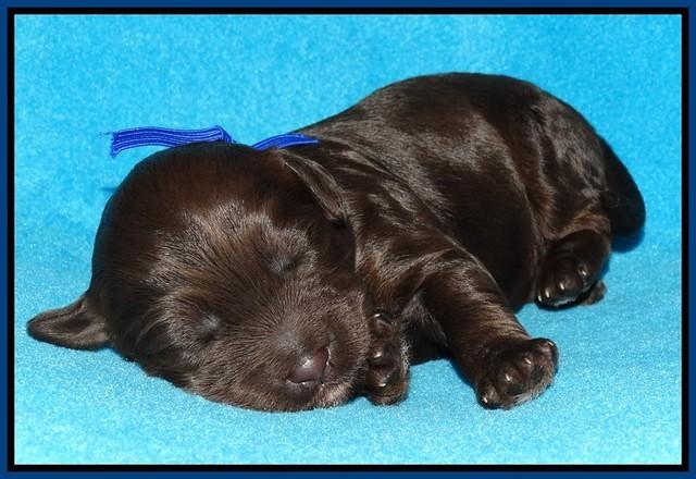 Shelby Duke pups 1 wk old 41