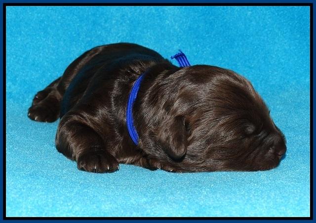 Shelby Duke pups 1 wk old 51