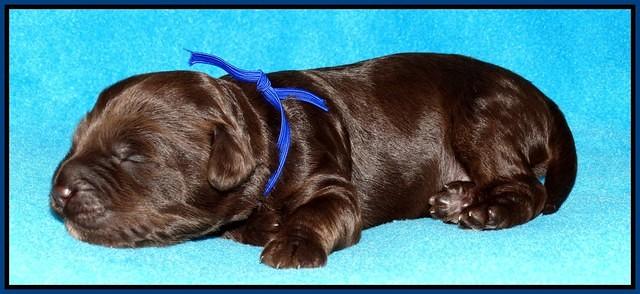 Shelby Duke pups 1 wk old 71