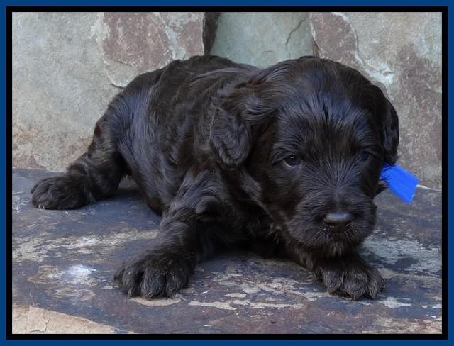 Shelby Duke pups 3 wks old 51
