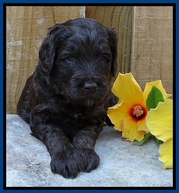 Shelby Duke pups 4 wks old 41