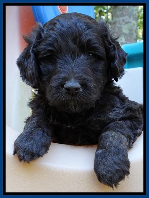 Shelby Duke pups 5 wks old71