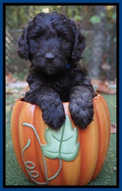 Shelby Duke pups 6 wks old 201
