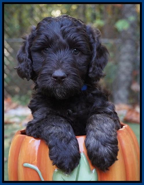 Shelby Duke pups 6 wks old 211