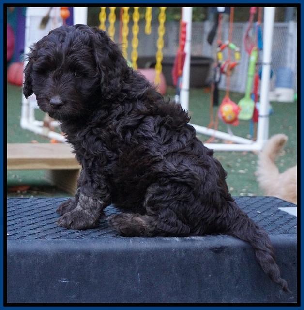 Shelby Duke pups 7 wks old 101