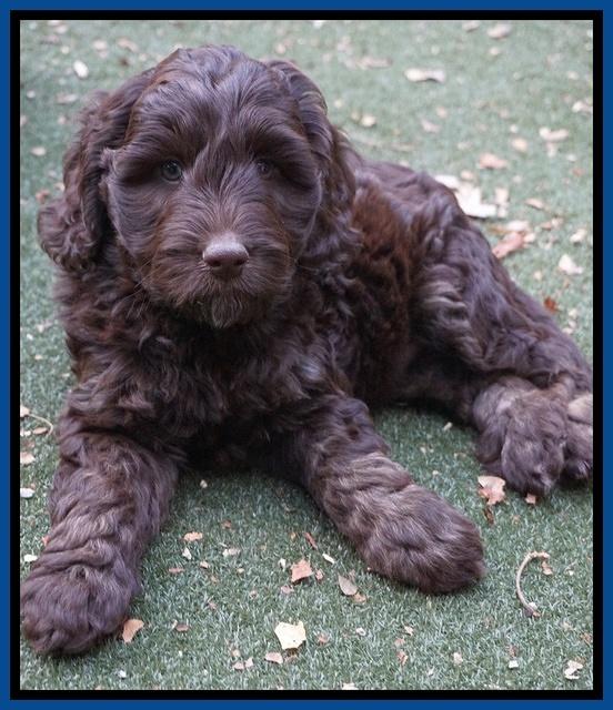 Shelby Duke pups 7 wks old 111