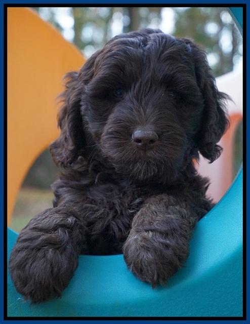 Shelby Duke pups 7 wks old 91