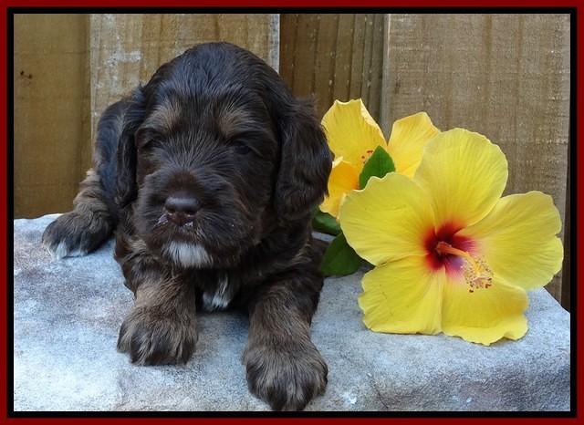Shelby Duke pups 4 wks old 61