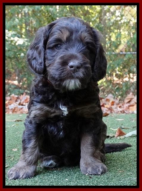 Shelby Duke pups 5 wks old91