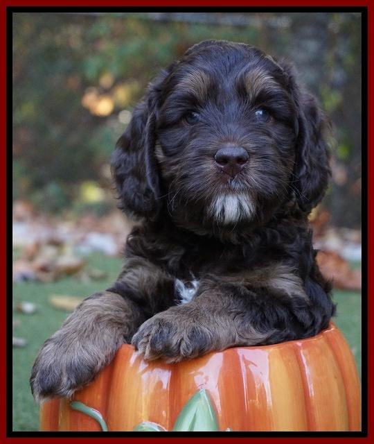 Shelby Duke pups 6 wks old 41